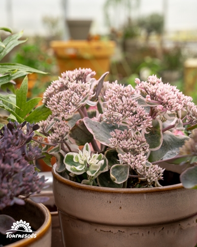 Sédum panaché en pot avec feuilles vertes et blanches et fleurs roses.
